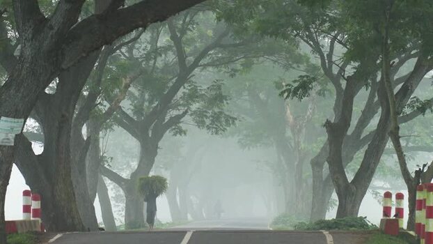 View of a person walking on a misty road lined with trees Bangladesh. View of a person walking on a misty road lined with trees Bangladesh.