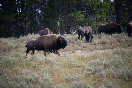 View of a herd of American bison grazing in a grassy field with pine trees in the background at Yellowstone National Park Wyoming United States. View of a herd of American bison grazing in a grassy field with pine trees in the background at Yellowstone National Park Wyoming United States.