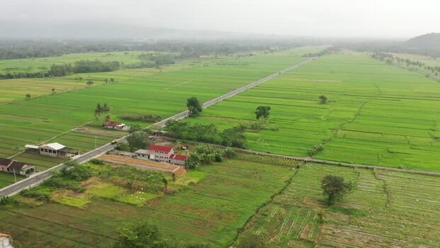 Aerial view of rice fields in Kecamatan Minggir Indonesia.
