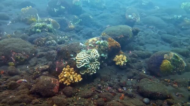 View of vibrant coral colonies on the volcanic seabed Indonesia.