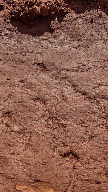 View of parched cracked soil Latvia. View of parched cracked soil Latvia.