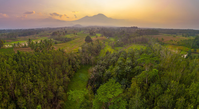 Aerial view of Kemumu rice terraces surrounded by lush tropical greenery and dense forest under a warm golden hour sky in Arma Jaya Bengkulu Indonesia. Aerial view of Kemumu rice terraces surrounded by lush tropical greenery and dense forest under a warm golden hour sky in Arma Jaya Bengkulu Indonesia.