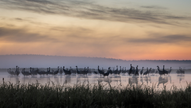 View of a large flock of cranes standing in the shallow misty waters of a lake at sunrise with soft golden light reflecting on the surface in Debrzno Pomeranian Voivodeship Poland.