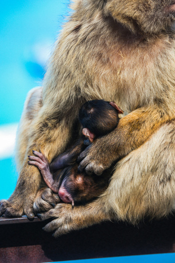 View of a Barbary macaque cradling its newborn baby a tender scene against a backdrop of azure blue Gibraltar Gibraltar. View of a Barbary macaque cradling its newborn baby a tender scene against a backdrop of azure blue Gibraltar Gibraltar.