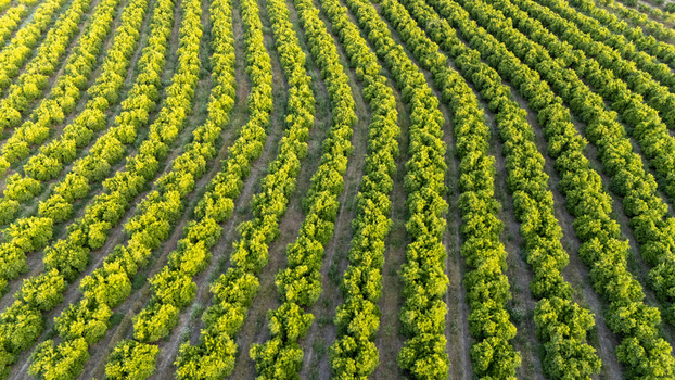 Aerial view of neatly arranged curved rows of lush green citrus trees in an orchard under warm sunlight Coria del Rio Andalusia Spain. Aerial view of neatly arranged curved rows of lush green citrus trees in an orchard under warm sunlight Coria del Rio Andalusia Spain.