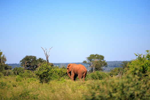 View of an African elephant standing in the savanna of Kruger National Park surrounded by trees and shrubs under a blue sky Skukuza Mpumalanga South Africa. View of an African elephant standing in the savanna of Kruger National Park surrounded by trees and shrubs under a blue sky Skukuza Mpumalanga South Africa.
