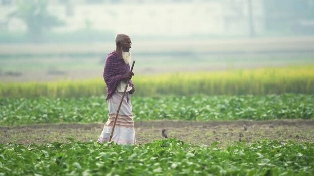 View of an elderly man standing in a green field Bangladesh. View of an elderly man standing in a green field Bangladesh.