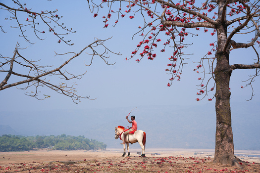 Sunamganj District Bangladesh 04 February 2026 View of a man riding a white horse under a blooming Shimul tree with red flowers at Shimul Bagan. Sunamganj District Bangladesh 04 February 2026 View of a man riding a white horse under a blooming Shimul tree with red flowers at Shimul Bagan.