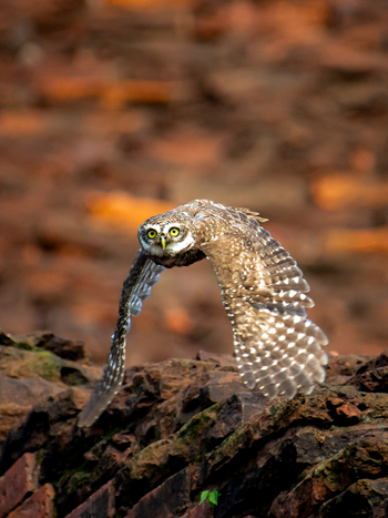 View of a spotted owlet with piercing yellow eyes takes flight over a rocky textured landscape its wings spread wide in Rajshahi Bangladesh.