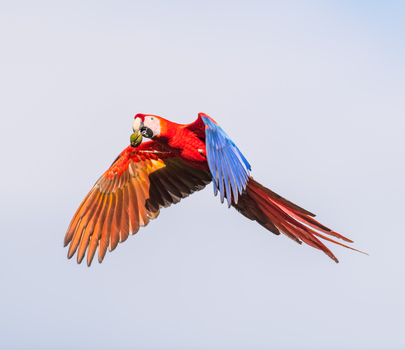 View of a Scarlet Macaw in flight against a clear sky carrying a nut in its beak showing vibrant plumage in Puerto Jimenez Puntarenas Province Costa Rica.