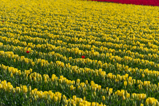View of a vibrant field of yellow tulips with scattered red tulips under bright daylight in La Conner Washington United States.