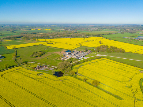 Aerial view of a farmstead surrounded by vibrant yellow rapeseed fields under a clear blue sky in the rural landscape of Stone England United Kingdom. Aerial view of a farmstead surrounded by vibrant yellow rapeseed fields under a clear blue sky in the rural landscape of Stone England United Kingdom.