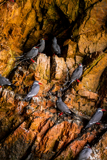 View of Inca terns perched on the rugged orange rock formations of the Islas Ballestas in Paracas Ica Peru.