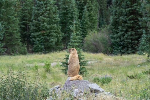 View of a yellow bellied marmot standing on a rock in a grassy meadow with pine trees in the background Colorado United States. View of a yellow bellied marmot standing on a rock in a grassy meadow with pine trees in the background Colorado United States.