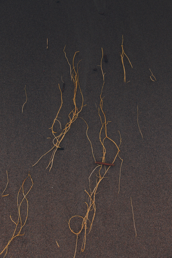 View of dry plant roots scattered on dark sand in Karepa Laane Viru County Estonia. View of dry plant roots scattered on dark sand in Karepa Laane Viru County Estonia.