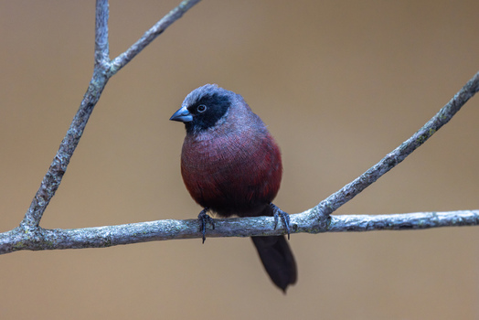 View of a small black faced bird with maroon feathers perched on a thin tree branch against a soft blurred background in Mulhouse Grand Est France.