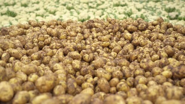 View of a large pile of harvested potatoes in Bogura Bangladesh.
