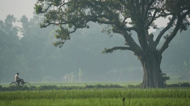 View of a large tree and a cyclist in a misty landscape Bangladesh.