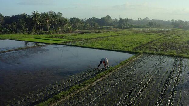 Aerial view of a farmer working in flooded rice paddies Indonesia. Aerial view of a farmer working in flooded rice paddies Indonesia.
