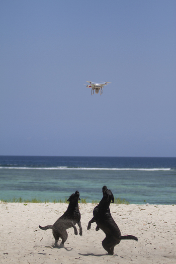 View of two black dogs jumping on the white sand while looking at a hovering drone at Tiwi Beach with the turquoise ocean in the background Tiwi Wilaya ya Kwale Kenya. View of two black dogs jumping on the white sand while looking at a hovering drone at Tiwi Beach with the turquoise ocean in the background Tiwi Wilaya ya Kwale Kenya.