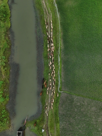 Aerial view of a herd of cattle walking along a dirt path between a river and a lush green rice paddy in Khurushkul Cox s Bazar Chittagong Division Bangladesh. Aerial view of a herd of cattle walking along a dirt path between a river and a lush green rice paddy in Khurushkul Cox s Bazar Chittagong Division Bangladesh.