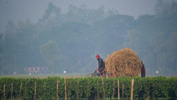 View of a man cycling with a straw load in Bogura Bangladesh. View of a man cycling with a straw load in Bogura Bangladesh.