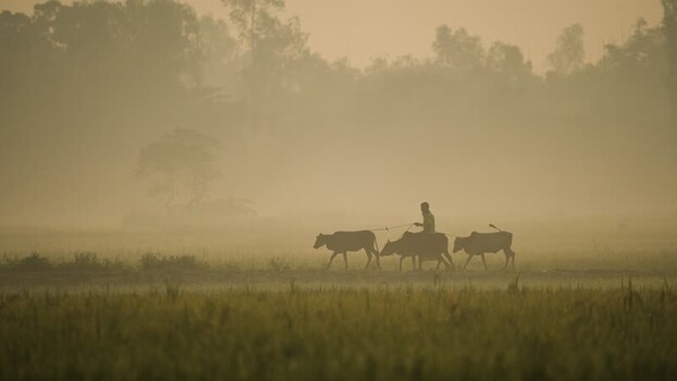 View of a farmer leading cows through a misty field Bangladesh.