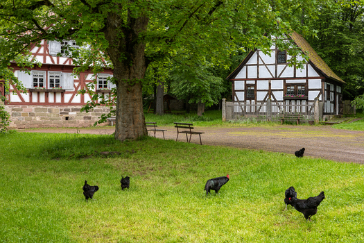 View of Hennebergisches Museum Kloster Vessra with traditional half timbered houses and black chickens on a green lawn in Kloster Vessra Thuringen Germany.
