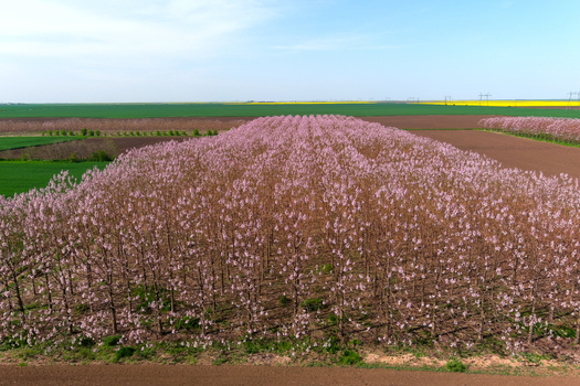 View of a field of blooming pink trees in a rural landscape in Romania. View of a field of blooming pink trees in a rural landscape in Romania.