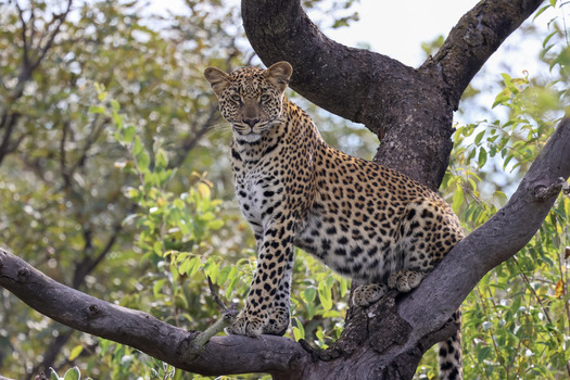 View of a leopard perched on a thick tree branch looking at the camera in Welgevonden Game Reserve Waterberg District Municipality Limpopo South Africa.