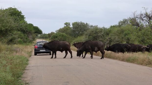 View of Cape buffalo crossing a road South Africa.