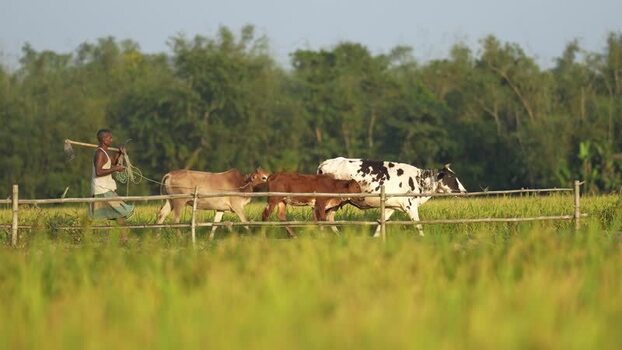 View of a farmer walking with cows in a rural field Bangladesh. View of a farmer walking with cows in a rural field Bangladesh.