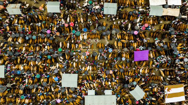 Aerial view of the busy Baish Mowza Sarak Bazar with numerous cattle and people gathered under colorful umbrellas in Nabinagar Chittagong Division Bangladesh. Aerial view of the busy Baish Mowza Sarak Bazar with numerous cattle and people gathered under colorful umbrellas in Nabinagar Chittagong Division Bangladesh.