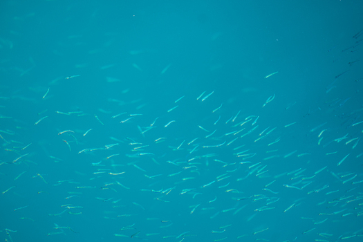 View of shimmering silver fish darting through the cerulean depths creating a mesmerizing ballet of life beneath the waves Pula Istria County Croatia.