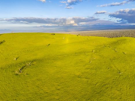 Aerial view of the vibrant green rolling hills of Puu Waawaa with scattered trees under a blue sky with soft clouds in Hawaii County Hawaii United States. Aerial view of the vibrant green rolling hills of Puu Waawaa with scattered trees under a blue sky with soft clouds in Hawaii County Hawaii United States.