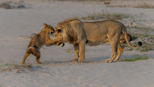 View of a lion cub playing with an adult male lion on the sandy ground at dusk in Chobe Simwanza Chobe District Botswana.