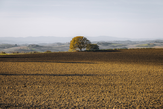 View of serene countryside field with trees under a sunny sky Pienza Italy.