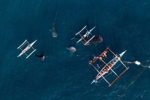 Aerial view of whale sharks swimming near traditional outrigger boats filled with people in the clear blue sea at Oslob Whale Shark Watching in Oslob Cebu Philippines.