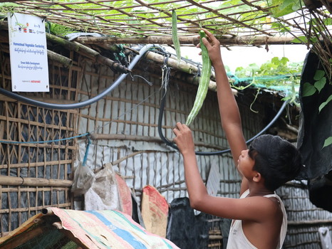 Cox s Bazar Chittagong Division Bangladesh 19 July 2026 View of a young boy harvesting a long green vegetable from a trellis in a homestead garden at a refugee camp. Cox s Bazar Chittagong Division Bangladesh 19 July 2026 View of a young boy harvesting a long green vegetable from a trellis in a homestead garden at a refugee camp.