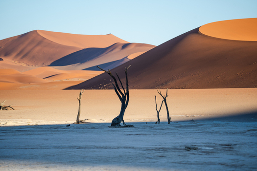 View of stark skeletal trees punctuate the cracked earth under the gaze of immense ochre dunes a symphony of textures and tones in the desert Sossusvlei Hardap Region Namibia. View of stark skeletal trees punctuate the cracked earth under the gaze of immense ochre dunes a symphony of textures and tones in the desert Sossusvlei Hardap Region Namibia.