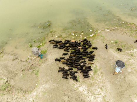 Aerial view of a herd of black pigs gathered on a muddy riverbank with herders holding umbrellas in Bogura Rajshahi Division Bangladesh. Aerial view of a herd of black pigs gathered on a muddy riverbank with herders holding umbrellas in Bogura Rajshahi Division Bangladesh.
