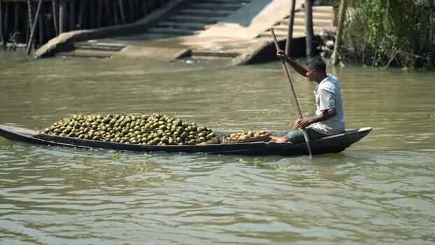 View of a boatman transporting guavas in Jhalakathi Bangladesh. View of a boatman transporting guavas in Jhalakathi Bangladesh.
