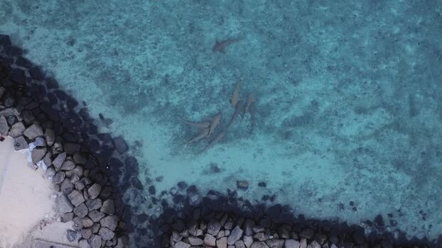 Aerial view of sharks swimming in turquoise water near the shore Maldives. Aerial view of sharks swimming in turquoise water near the shore Maldives.