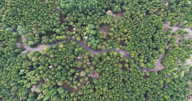 Aerial view of a winding road through the dense forest in Italy. Aerial view of a winding road through the dense forest in Italy.