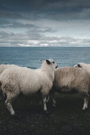 View of sheep grazing on the grassy hills overlooking the sea at Myrland Beach in Napp Nordland Norway. View of sheep grazing on the grassy hills overlooking the sea at Myrland Beach in Napp Nordland Norway.