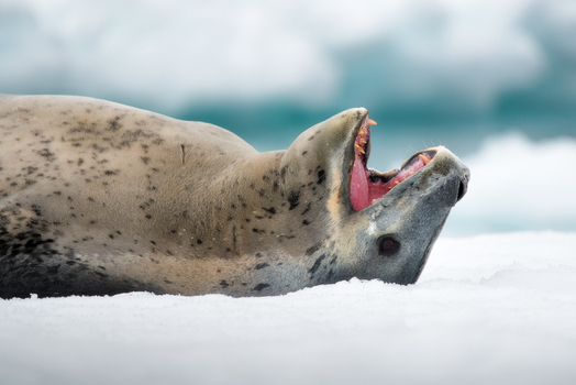 View of a leopard seal lying on the snow with its mouth open wide revealing sharp teeth against a blurred icy background Antarctica.