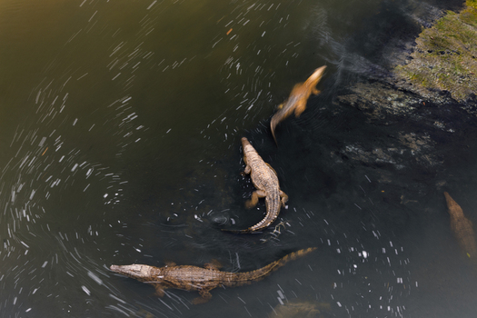Aerial view of crocodiles swimming in the murky waters their scaly backs glinting in the diffused sunlight Kruger National Park Mpumalanga South Africa.