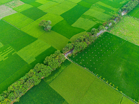 Aerial view of lush green agricultural fields showcasing geometric patterns bisected by a tree lined path creating a vivid contrast of textures and tones Akkelpur Plum picking process Bangladesh. Aerial view of lush green agricultural fields showcasing geometric patterns bisected by a tree lined path creating a vivid contrast of textures and tones Akkelpur Plum picking process Bangladesh.