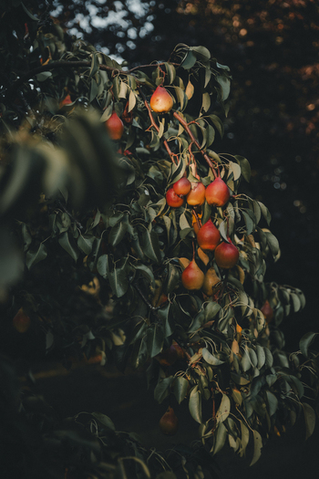 View of ripe red pears hanging from the branches of a tree on Vormsi in Laane County Estonia.