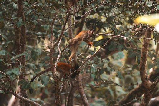 View of two squirrel monkeys climbing in the lush green canopy of a tropical forest in Costa Rica.
